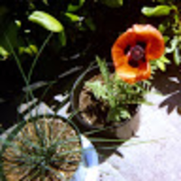 Meet your Posher, J - Picture 1 of 1